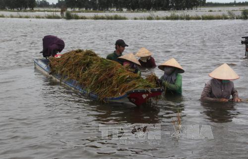 Khẩn trương bảo vệ vụ Hè Thu do lũ về sớm